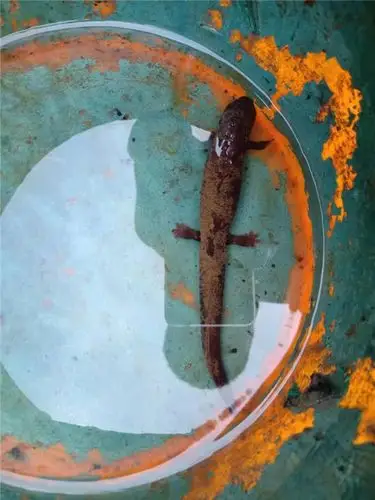 广东连山金子山发现一种山坑鱼,长相美丽却不能吃,看专家怎么说