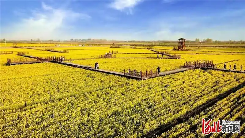 河北安平举行第六届油菜花鉴赏月