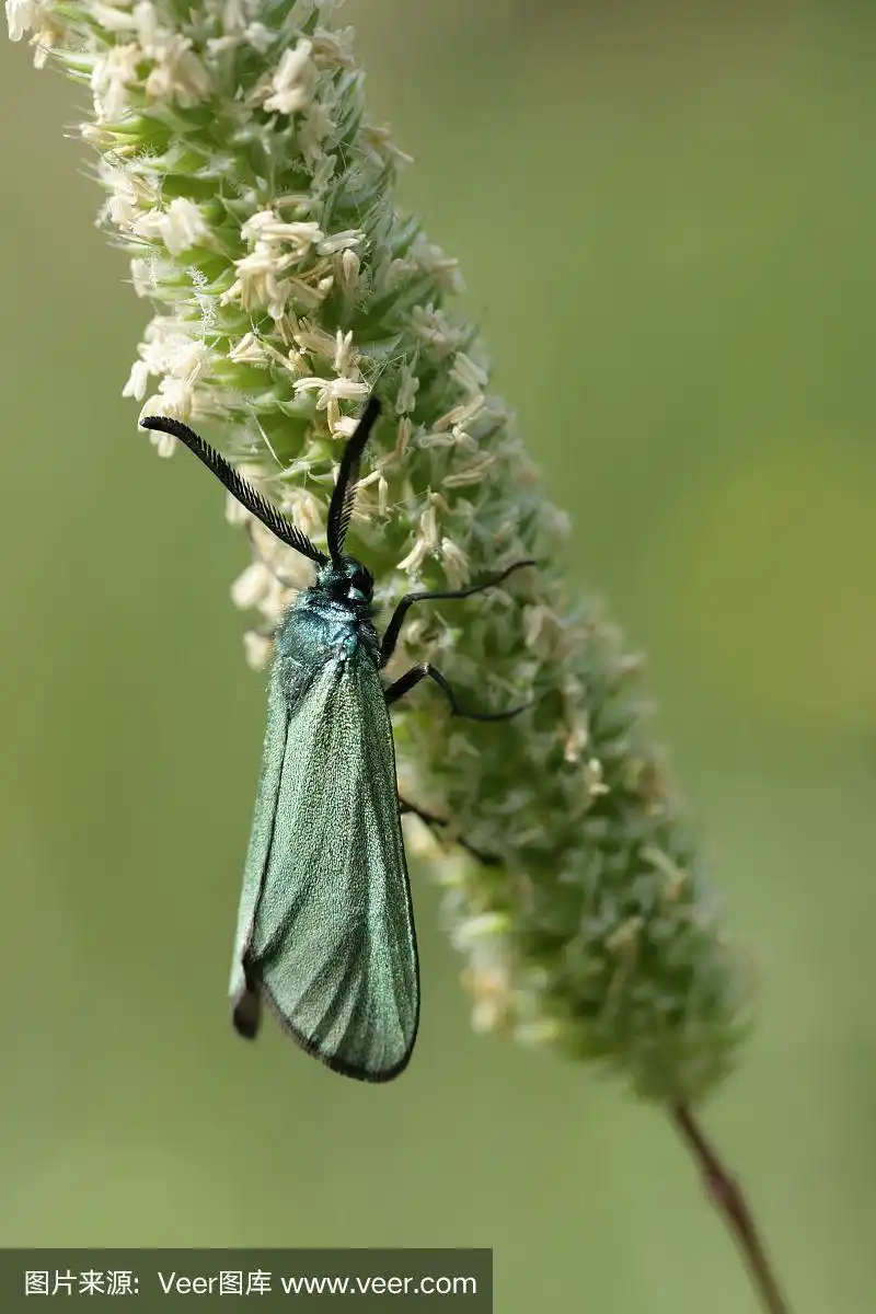 蛾,绿色,林务官,生物学,自然