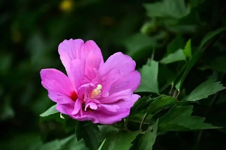 韩国国花——木槿花