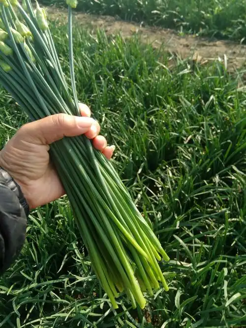 新鲜韭苔