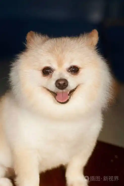 蓬松pom博美犬可爱的小狗的小宠物