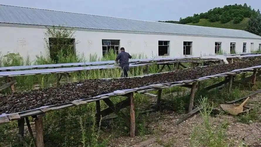 "招财耳"——"小"木耳丰收 化身助农就业"大"功臣_种植_木奎村_产业