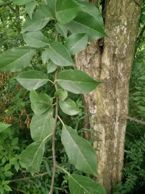 江苏柘木厂家质量如何品质值得信赖