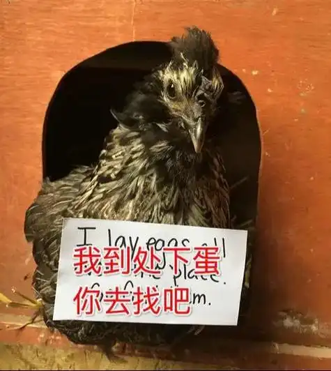 就服社会我94姐,下次再怀孕了给我说别问他要不要