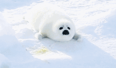 400_237gif 动态图 动图