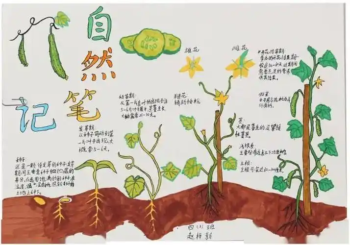 在线作品展示自然笔记4