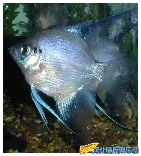 是相当美丽动人的神仙鱼种,此鱼长短尾型皆有,其中尤以长尾金神仙更