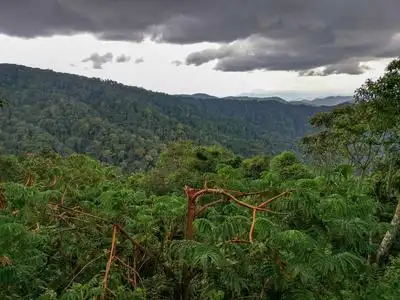 kakamega 森林.肯尼亚,非洲夏季非洲雨林风景在白色天空背景.