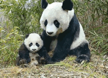 胎生与卵生动物图片