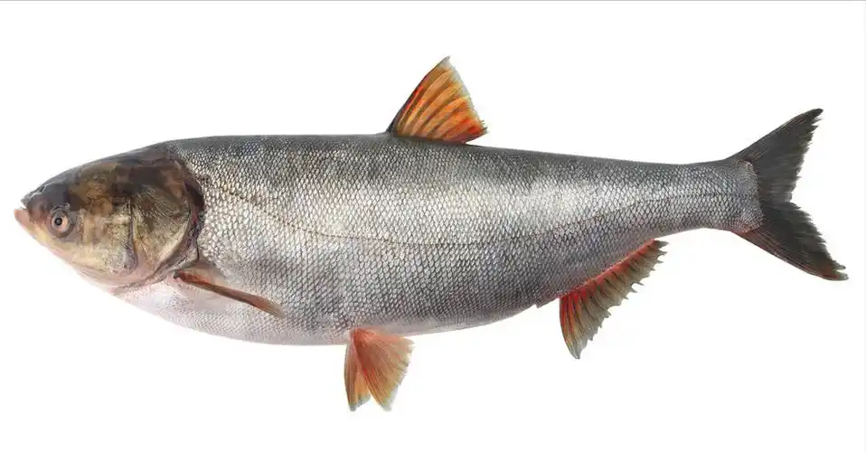 22种鱼的辨别图片常见鱼种类识别图