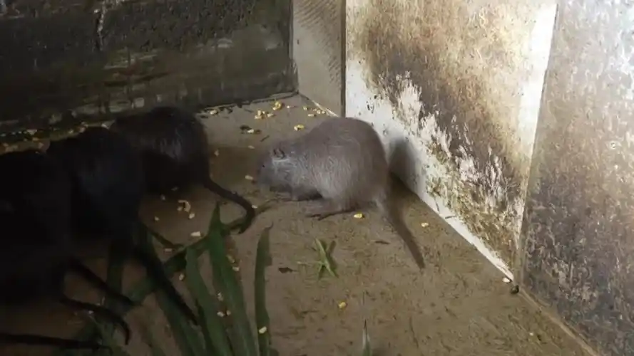 广东街头惊现巨大老鼠,为什么南方很多生物个头都比北方的大?