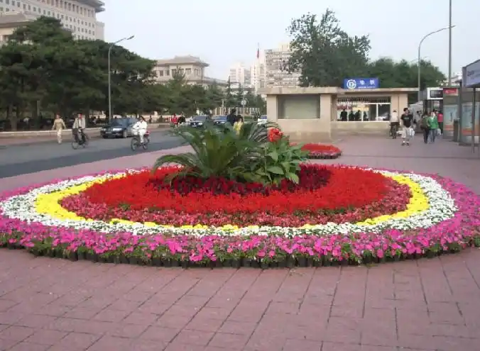草花种类-草花-芳青花卉苗(在线咨询)