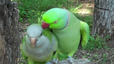 鹦鹉搞笑可爱树木gif动图_动态图_表情包下载_soogif