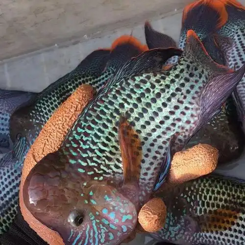 黑白地图红尾玉面皇冠蓝面财神中大型热带鱼活体观赏鱼苗罗汉包活