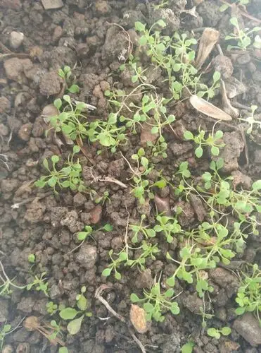 如果不是,可以告诉我刚发芽的罂粟长什么样吗?