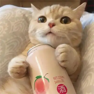 超可爱又治愈的高清猫咪头像图片 适合微信头像的呆萌猫咪图片_动物