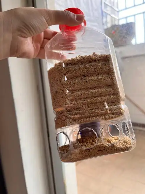 自制的芦丁鸡喂食器