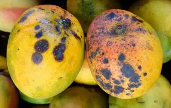 芒果虽然好吃,食用时也要注意适量,同时有些人群对芒果过敏,而血糖