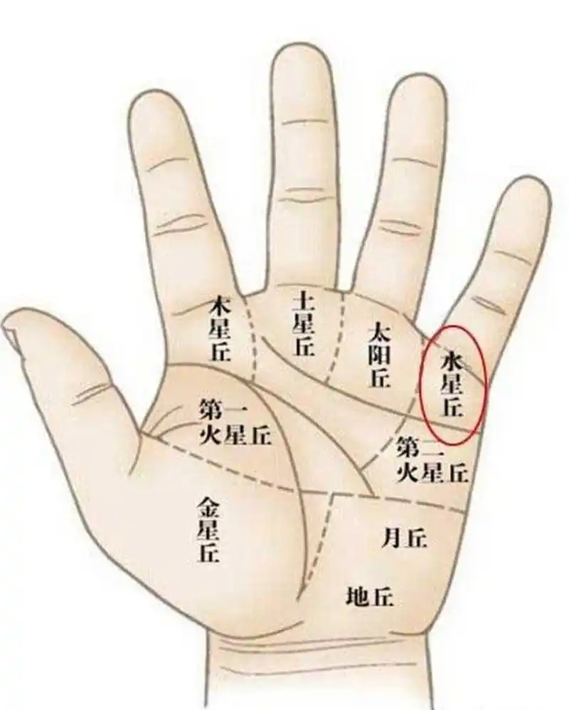 小指相对较长的人也代表老年时期运势顺利,身体健康;小指短的人喜欢直