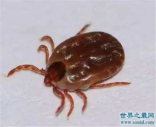 十大最恶心的生物,蚂蟥当之无愧最恶心生物!