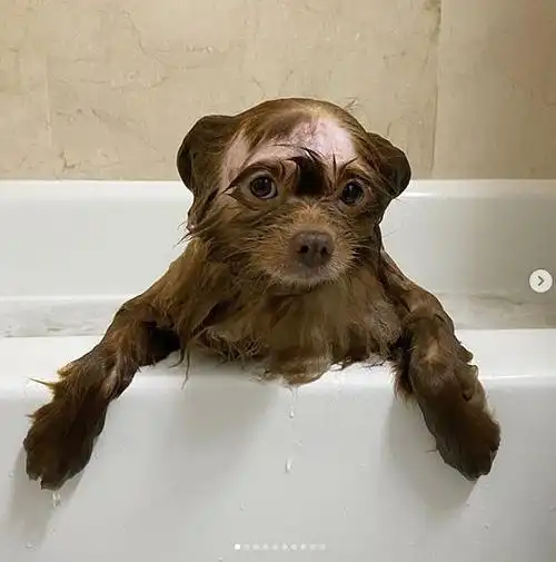 我爱的网红狗狗秃了qaq