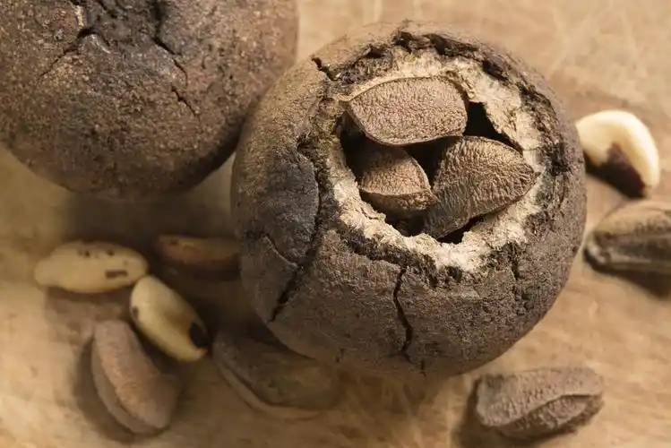 brazil nut pod containing shelled brazil nuts