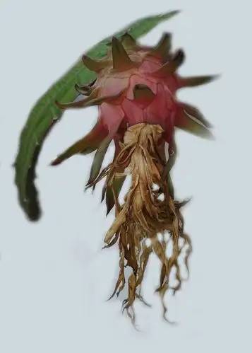 手机摄影.霸王花