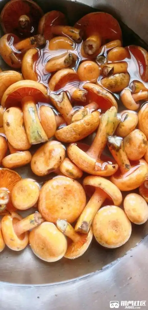 野生松树菌不记得有多少年没吃过了记忆里最鲜美的