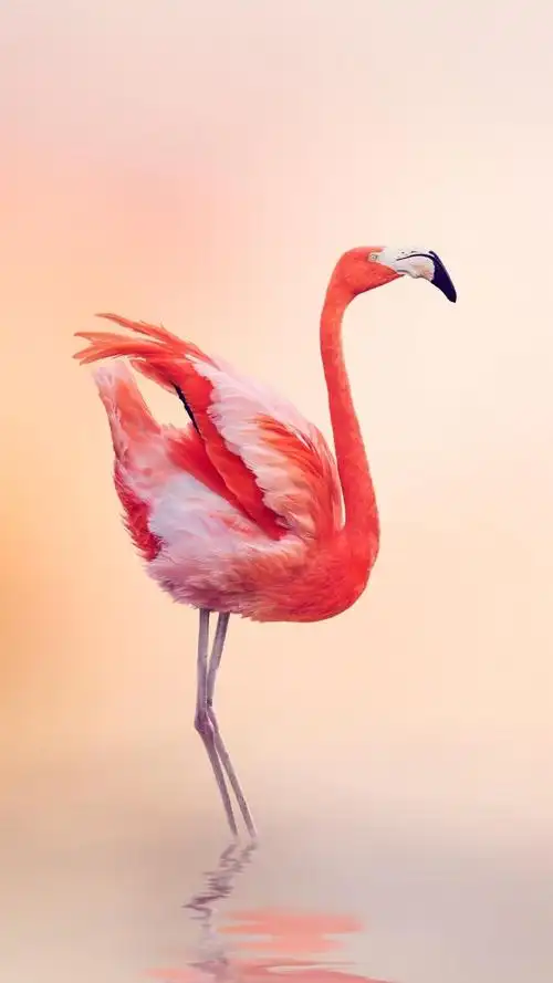 华为锁屏火烈鸟最爱粉