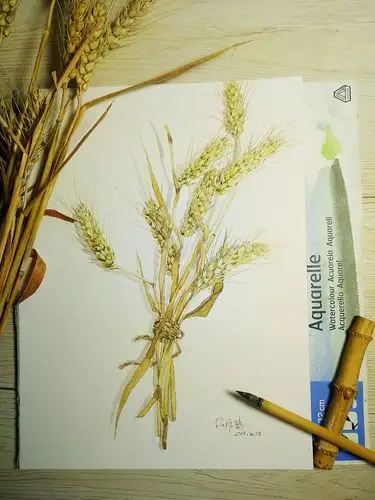 水彩绘麦子熟了