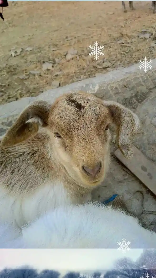 原生态放养青山羊,值得领养!#没有天生的好命只能奋不顾身努力 - 抖音