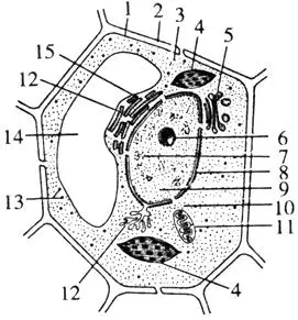 原核细胞的dna主要存在于( )