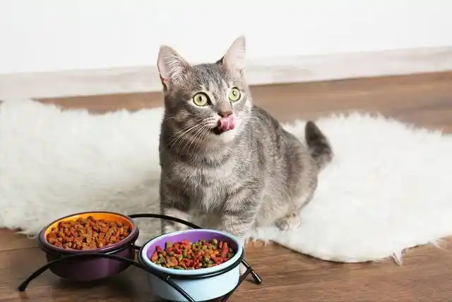 养猫并不是一件健康,随便的事情,给猫咪喂猫粮也是有讲究的.