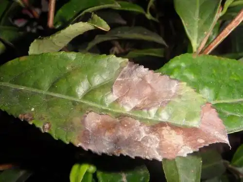 综合防治茶叶叶枯病