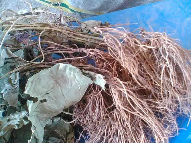 东北天然野生特产细辛 中草药细参野生 500克包邮