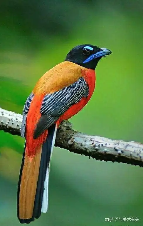 艳丽的色彩,高贵的鸟儿,图片欣赏