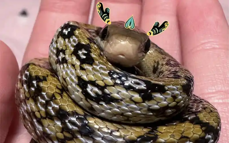 【黑眉锦蛇】其实我是妈妈的小狗