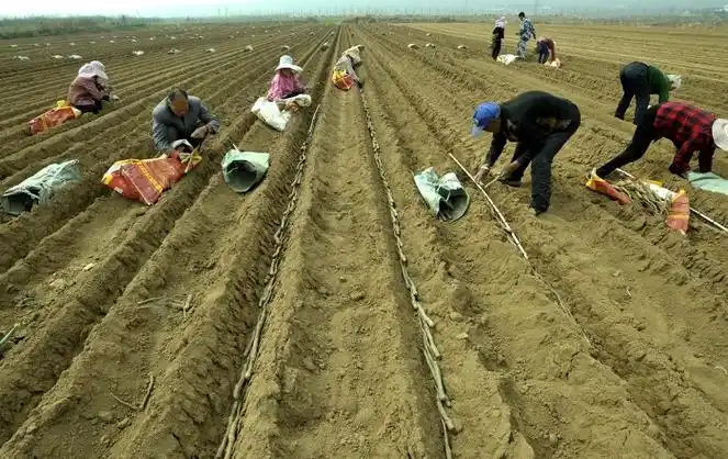 万荣春日好时光山药种植忙