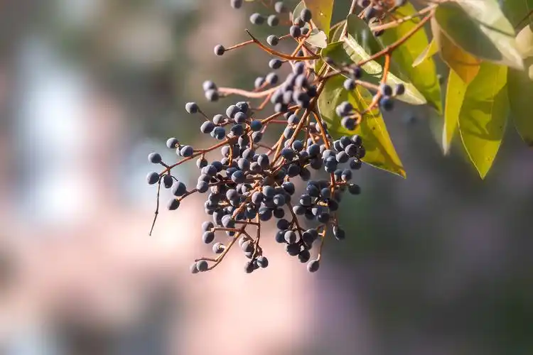 女贞树果实作用(女贞树的果实有什么药用价值)