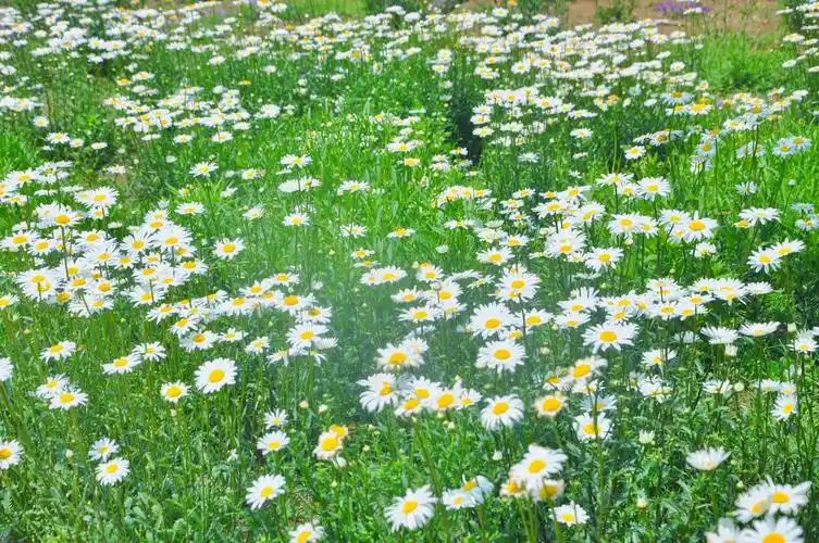 唐岛湾的野菊花2020.5.20