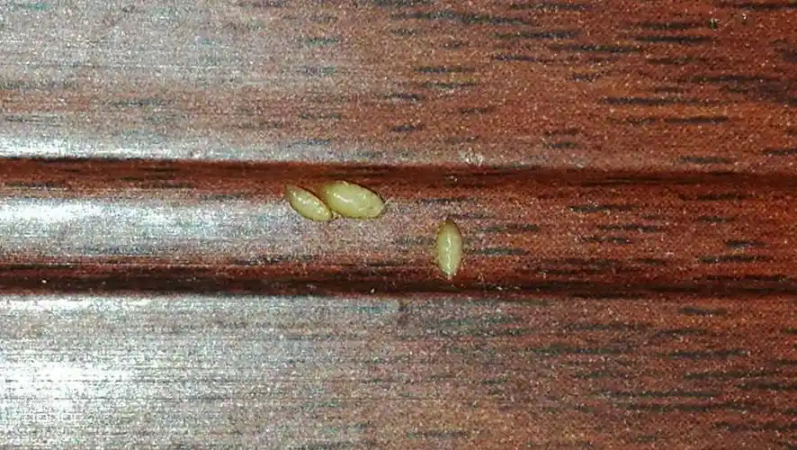 这是什么虫卵,今天地板上都是,有没有知道的