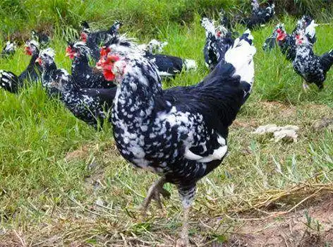 贵妃鸡 22.00 元/斤