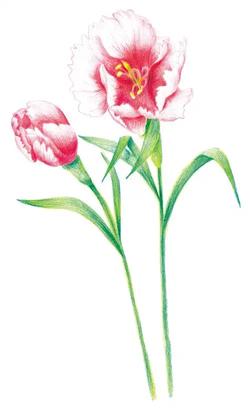 100种森林系色铅笔花之绘,漫享花漾小时光,让花卉发现色铅笔的美