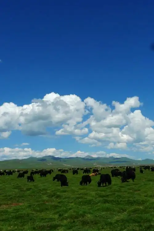 若尔盖草原