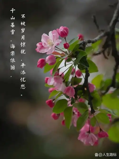 你知道海棠花的花语吗