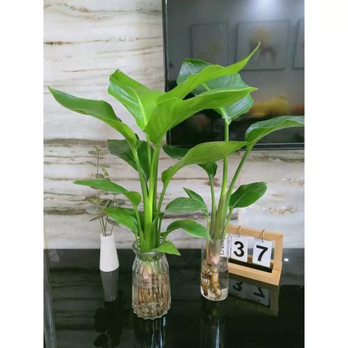 天堂鸟绿植盆栽家用好养大型水培大叶植物四季花卉办公室内吸甲醛