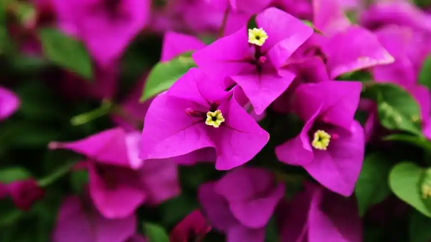 三角梅摄影图片高清宽屏桌面壁纸高清大图预览2560x1440_植物壁纸下载