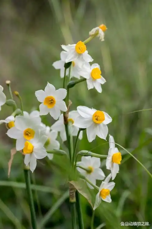 水仙(拉丁学名:narcissus tazetta subsp. chinensis (m.roem.