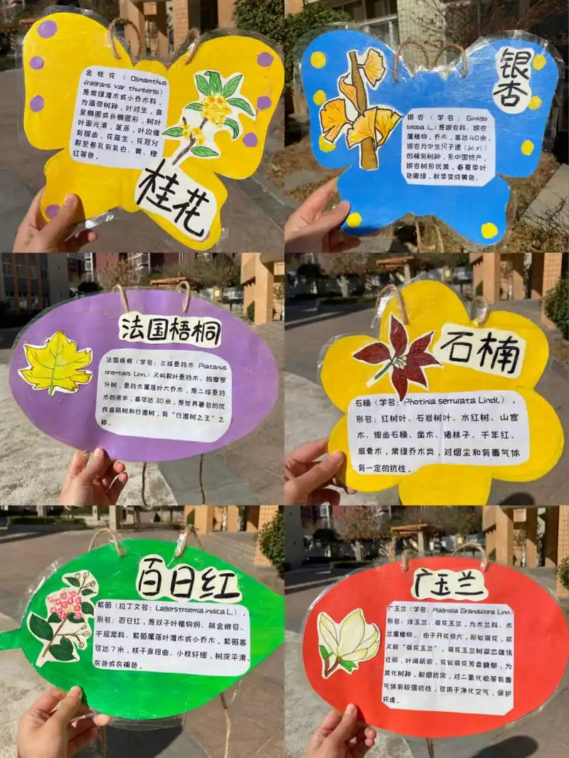 手工制作 植物名牌 银杏叶 玉兰 桂花